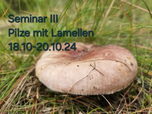 Pilzseminar Ausbildung Pilze mit Lamellen bestimmen Napikra Pilzschule Sachsen