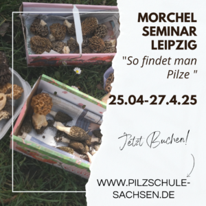 Morchel Pilzseminar Pilzschule Sachsen